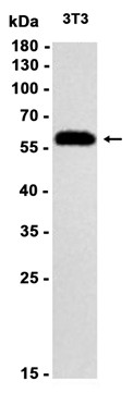AYD13698