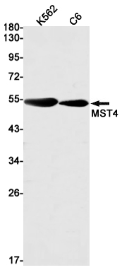 AYD13456