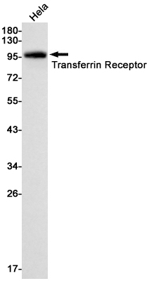 AYD12697