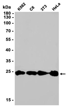 AYD11781