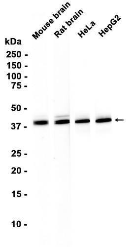 AYD16368
