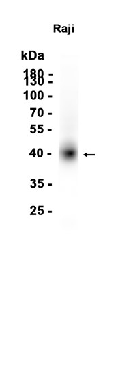 AYD15939
