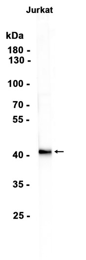AYD13178
