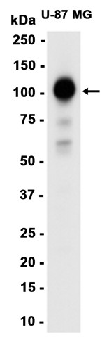 AYD14461