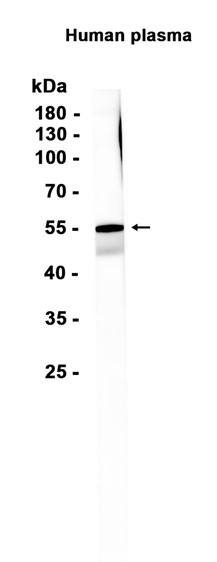 AYD13553