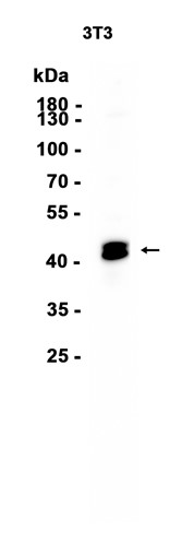 AYD13721