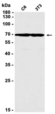 AYD12040