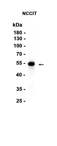 AYD12594