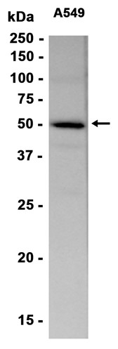 AYD11411