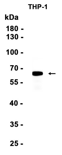 AYD12556