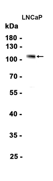 AYD15402