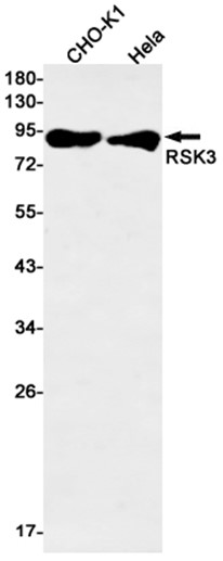 AYD12418