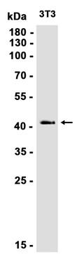 CREB (YD14017) Rabbit mAb