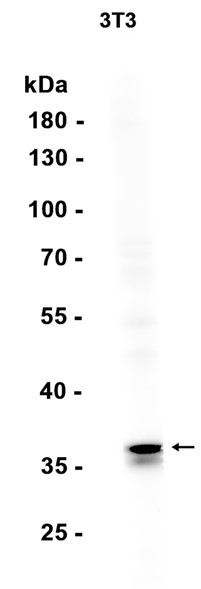 AYD13576