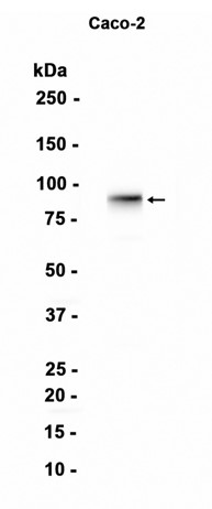 AYD14163