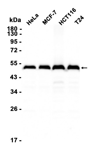 AYD15828
