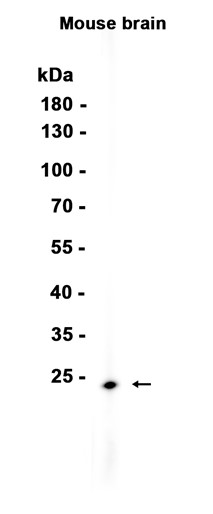 AYD13221