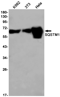 AYD11243