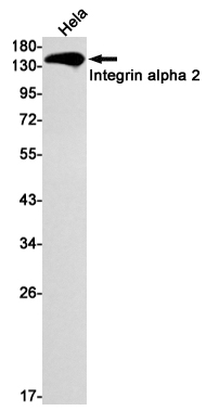 Integrin alpha 2 (YD16040) Rabbit mAb