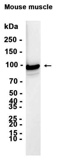 AYD12525