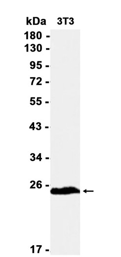 AYD12231