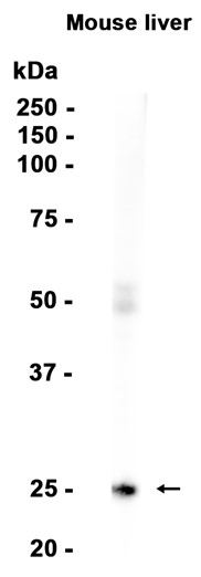 AYD14211