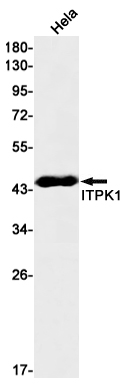 AYD13749
