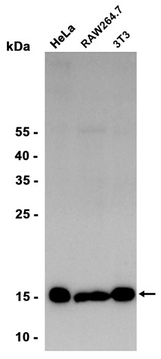 AYD15268