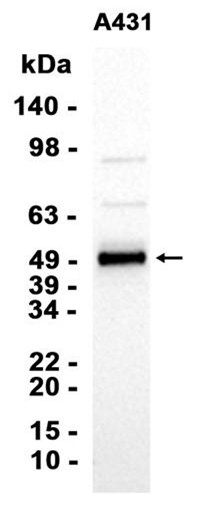 AYD15987