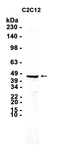 AYD14662