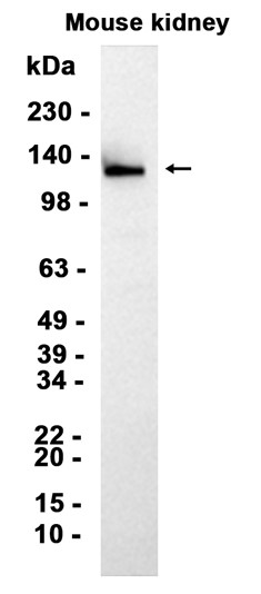 AYD15455