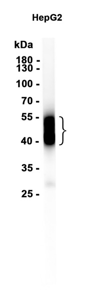 AYD13470