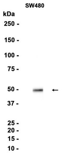 AYD15909