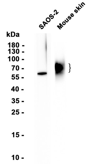 AYD14459