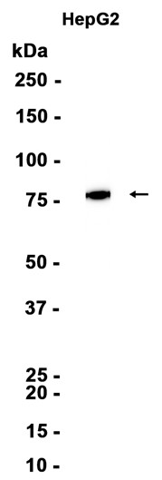 AYD13251