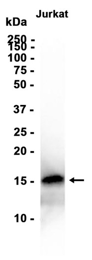 AYD13705