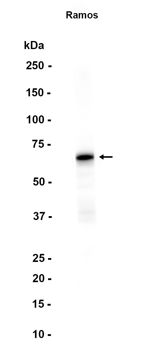 AYD12494