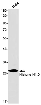 Histone H1.0 (YD11559) Rabbit mAb
