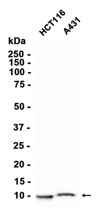 AYD13183