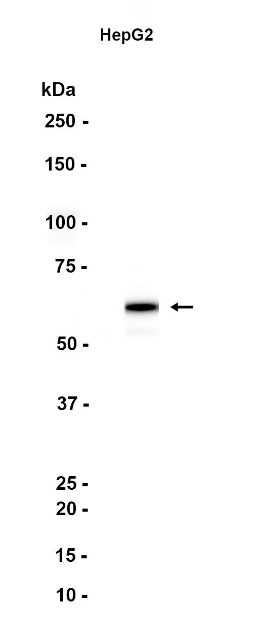 AYD12057