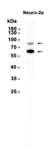 AYD15466