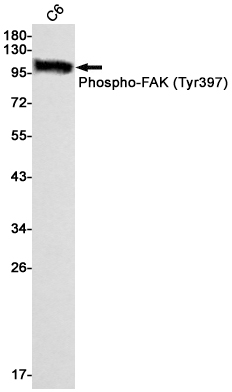 AYD12142