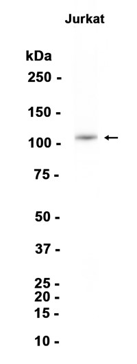AYD15639