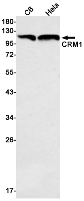 AYD12971