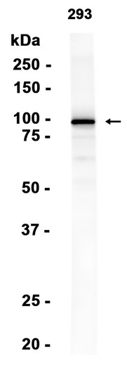 AYD13331