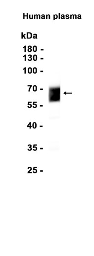 AYD14556