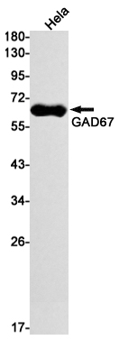 AYD11089