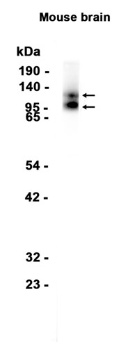 AYD12306