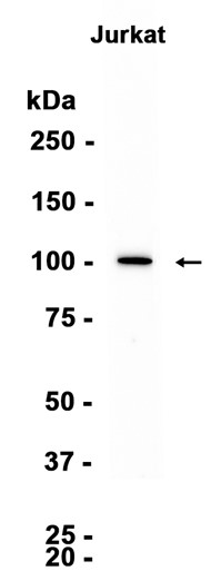 AYD15724