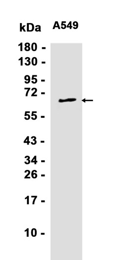 AYD11096